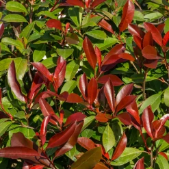 FLEUR - Photinia nain red robin - photinia fraseri little red robin 30cm 25cm en pot
