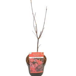 FLEUR - Érable twomblys red sentinel - acer twomblys red sentinel 40cm