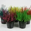 FLEURON D'ANJOU - Bruyere calluna teintee pot 10,5 cm