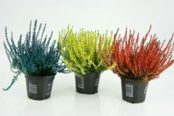 FLEURON D'ANJOU - Bruyere calluna teintee pot 10,5 cm