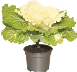 FLEURON D'ANJOU - Chou d'ornement pot 10,5 cm