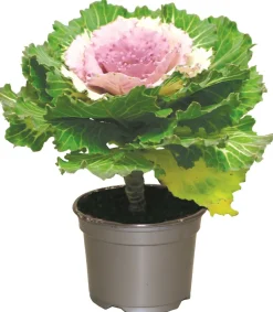 FLEURON D'ANJOU - Chou d'ornement pot 10,5 cm