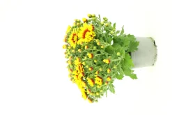 FLEURON D'ANJOU - Chrysantheme multifleur pot 12