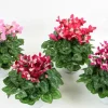 FLEURON D'ANJOU - Cyclamen mini djix pot 10,5 cm