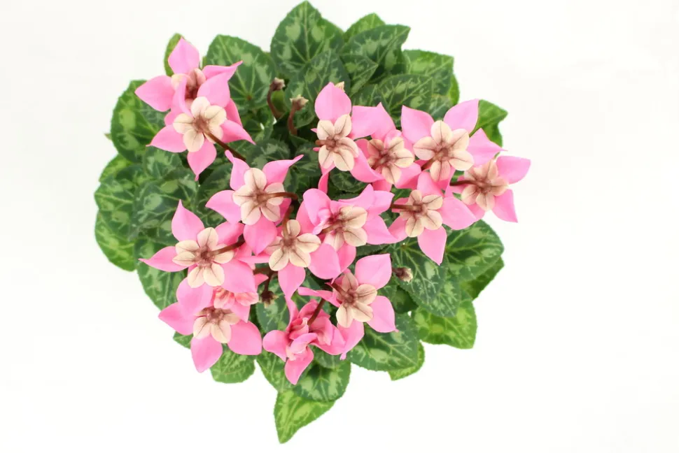 FLEURON D'ANJOU - Cyclamen mini djix pot 10,5 cm