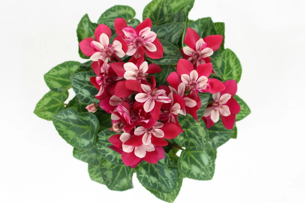 FLEURON D'ANJOU - Cyclamen mini djix pot 10,5 cm