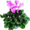 FLEURON D'ANJOU - Cyclamen pot 14 cm