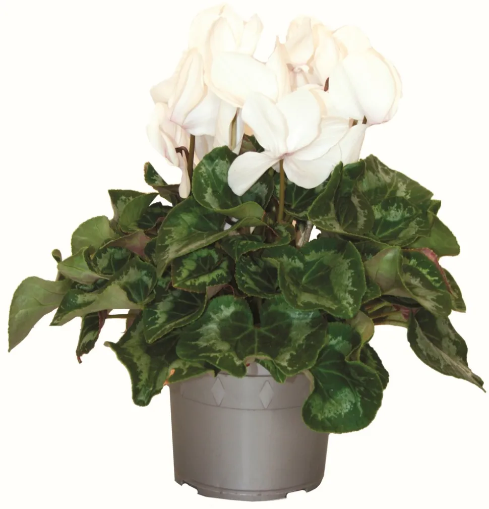 FLEURON D'ANJOU - Cyclamen pot 14 cm