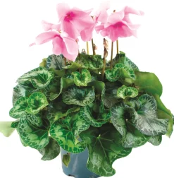 FLEURON D'ANJOU - Cyclamen pot 14 cm