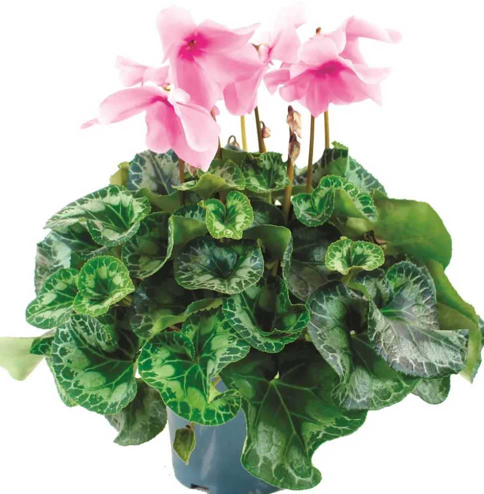 FLEURON D'ANJOU - Cyclamen pot 14 cm