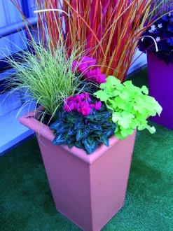 FLEURON D'ANJOU - Cyclamen pot 14 cm