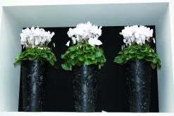 FLEURON D'ANJOU - Cyclamen pot 14 cm