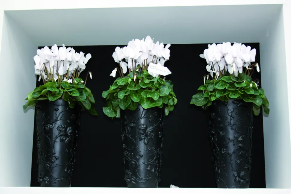 FLEURON D'ANJOU - Cyclamen pot 14 cm