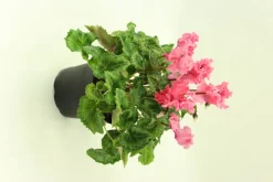 FLEURON D'ANJOU - Cyclamen mini crispino pot 10,5 cm