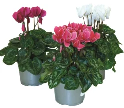 FLEURON D'ANJOU - Cyclamen mini pot 10,5 cm