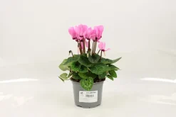 FLEURON D'ANJOU - Cyclamen mini pot 10,5 cm