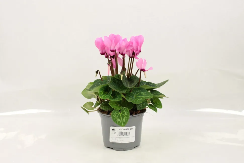 FLEURON D'ANJOU - Cyclamen mini pot 10,5 cm