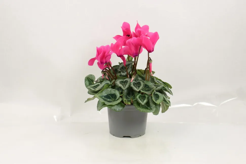 FLEURON D'ANJOU - Cyclamen mini pot 10,5 cm