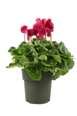 FLEURON D'ANJOU - Cyclamen pot 17 cm