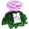 FLEURON D'ANJOU - Cylamen mini absolu pot 10,5 cm