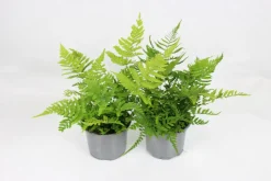 FLEURON D'ANJOU - Fougere dryopteris erythrosora pot 10,5 cm