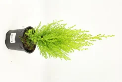 FLEURON D'ANJOU - Goldcrest pot 10,5 cm