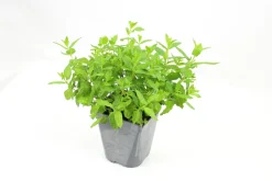 FLEURON D'ANJOU - Plant de menthe marocaine pot de 1l