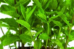 FLEURON D'ANJOU - Plant de menthe marocaine pot de 1l