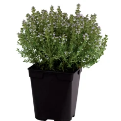 FLEURON D'ANJOU - Plant de thym citron pot de 1l