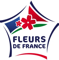 FLEURON D'ANJOU - Plant de verveine citronnelle pot de 1l