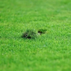 FLORIVERT - Gazon sport jeux terra sport 5 kg, résistance au piétinement et établissement rapide - florivert 1206459