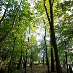 FLORIVERT - Graine de gazon terra sous bois 10 kg pour esthétique et forte densité - florivert 1201804