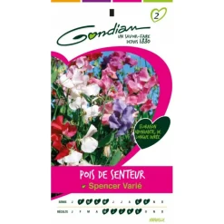 GONDIAN - Pois de senteur spencer varié