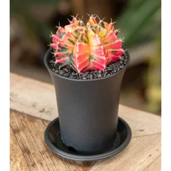 Gymnocalycium Variegata - pot de D.7.5cm/H.13cm