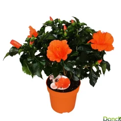Hibiscus 'Sunny Fiori Grande mix': Pot Ø 17 cm - Coloris variables