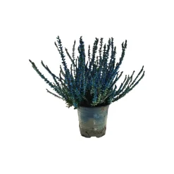 HORTI-FLANDRE - Bruyère calluna teinté bleue pot 9 cm