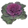 HORTI-FLANDRE - Choux d'ornement violet p10.5cm