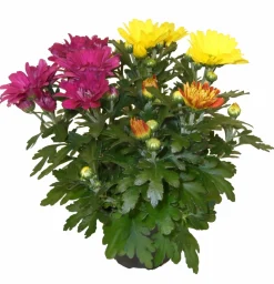 HORTI-FLANDRE - Chrysantheme multifleur arlequin pot 11 cm
