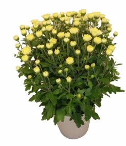 HORTI-FLANDRE - Chrysantheme pomponnette jaune 25 cm et plus pot 14 cm