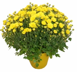 HORTI-FLANDRE - Chrysantheme pomponnette jaune 25 cm et plus pot 14 cm