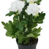 HORTI-FLANDRE - Chrysanthème blanc pot 9 cm