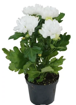 HORTI-FLANDRE - Chrysanthème blanc pot 9 cm