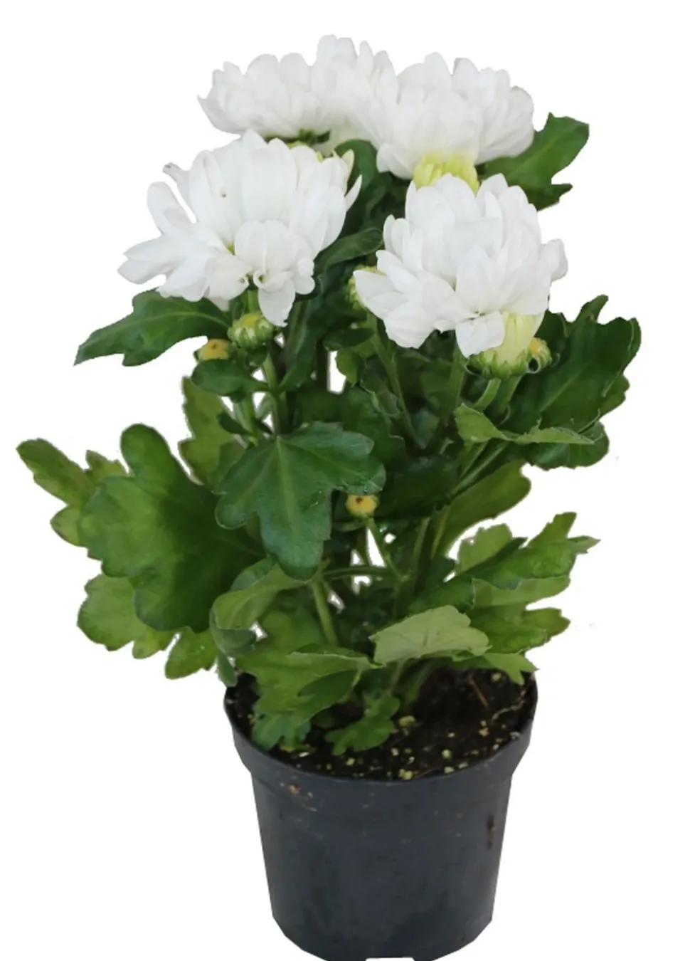 HORTI-FLANDRE - Chrysanthème blanc pot 9 cm