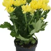 HORTI-FLANDRE - Chrysanthème jaune pot 9 cm