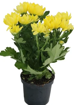 HORTI-FLANDRE - Chrysanthème jaune pot 9 cm