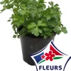 HORTI-FLANDRE - Coriandre pot 14 cm