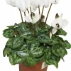 HORTI-FLANDRE - Cyclamen mini blanc pot 10,5 cm