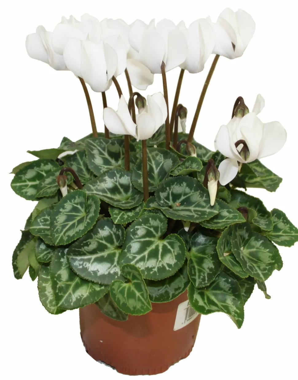 HORTI-FLANDRE - Cyclamen mini blanc pot 10,5 cm