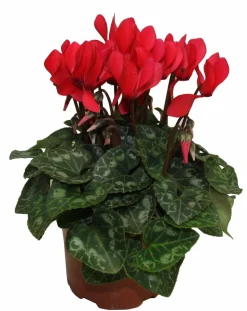 HORTI-FLANDRE - Cyclamen mini rouge pot 10,5 cm