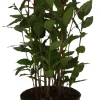 HORTI-FLANDRE - Laurier sauce laurus nobilis pot 14 cm